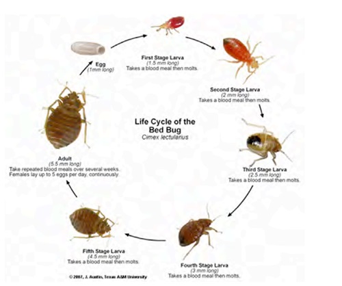 Bed Bug lifecycle