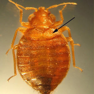 closeup of a beg bug