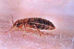 bedbug feeding on a human